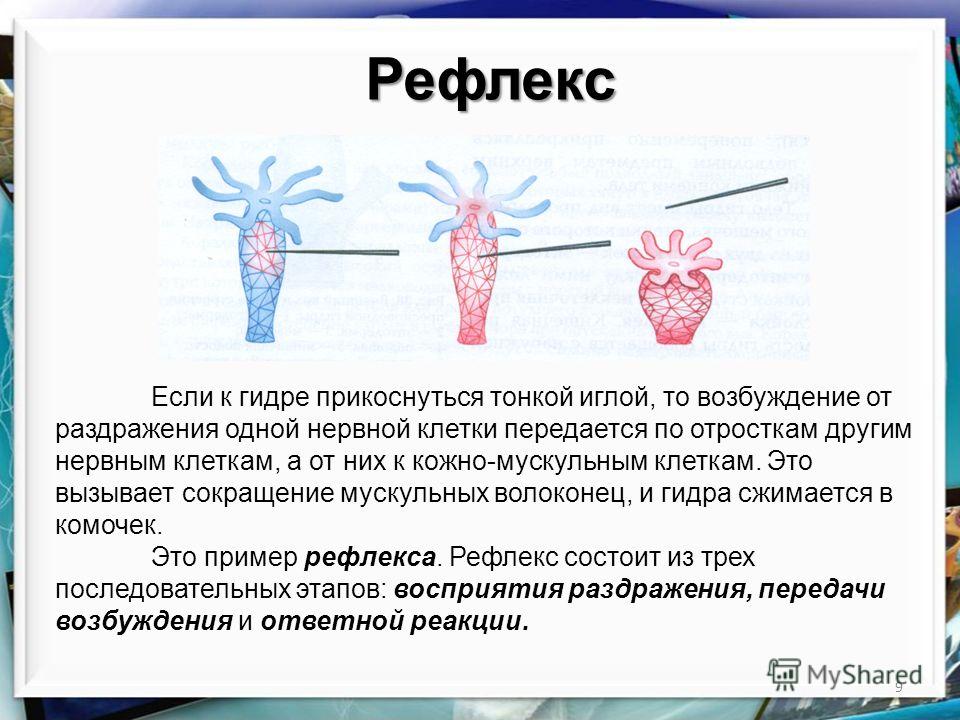 Как запустить сайт блэкспрут